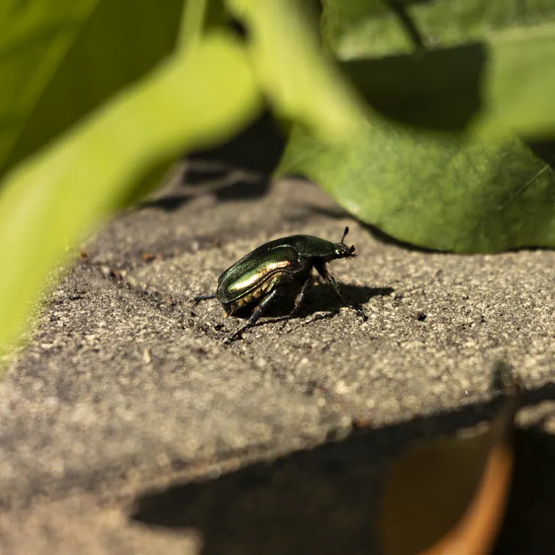 カナブンのひとり歩き