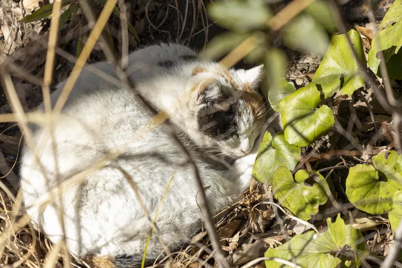 草むらで眠る猫