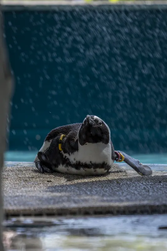まだ暑いね、ペンギン