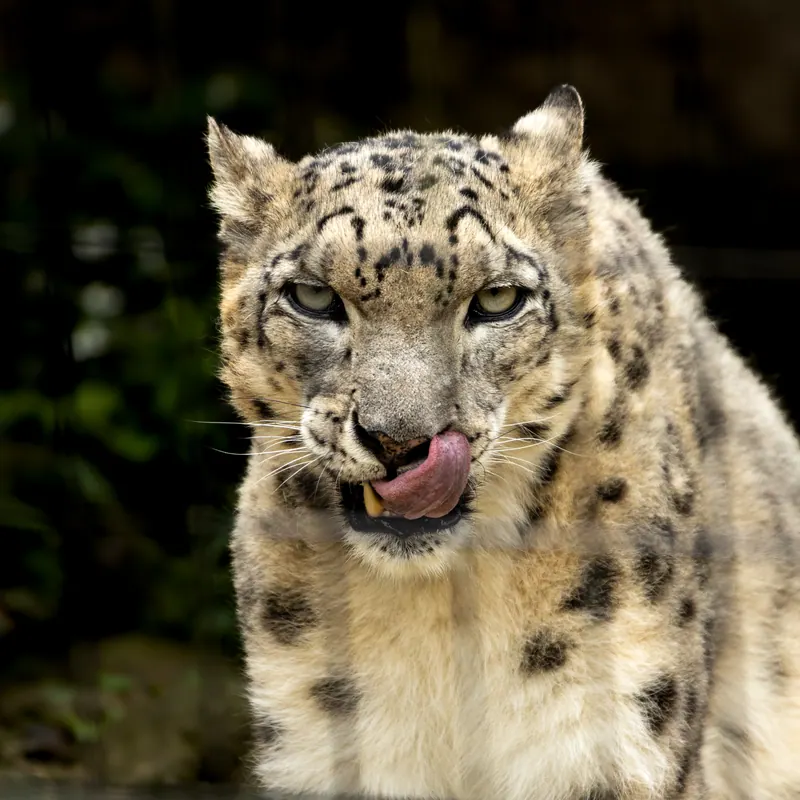 舌なめずりするユキヒョウ