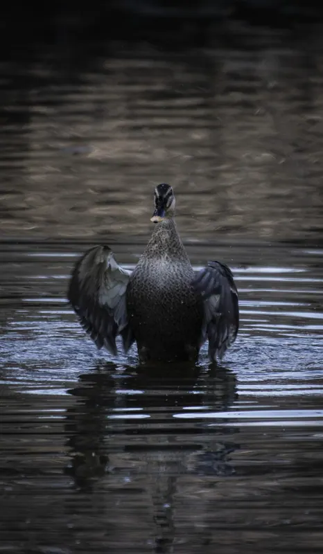 水浴びするカモ