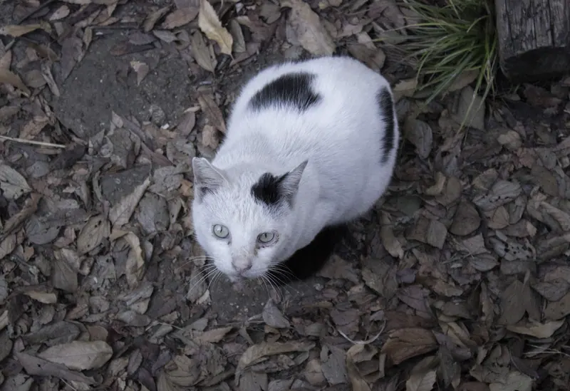 見上げる白黒猫
