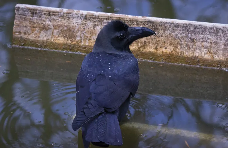 水辺のハシブトガラス