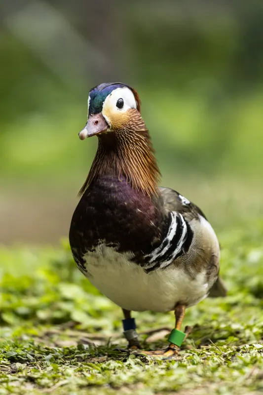 春のオシドリ