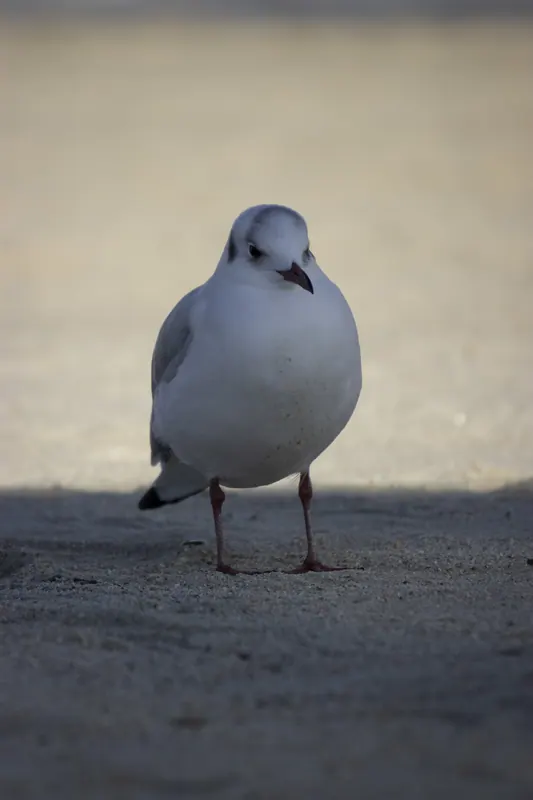 こちらを見つめるユリカモメ