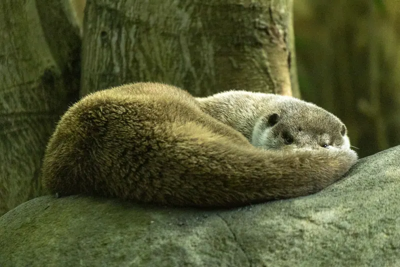 まどろむカワウソ