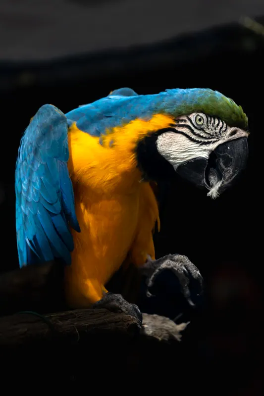 ルリコンゴウインコ