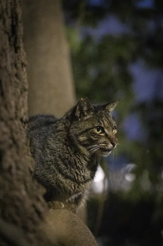 木陰から見つめるキジトラ
