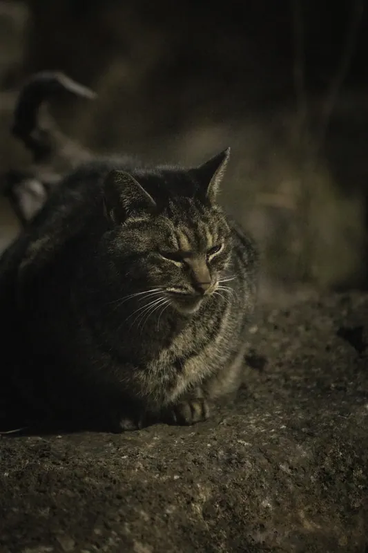 夕暮れにまどろむキジトラ