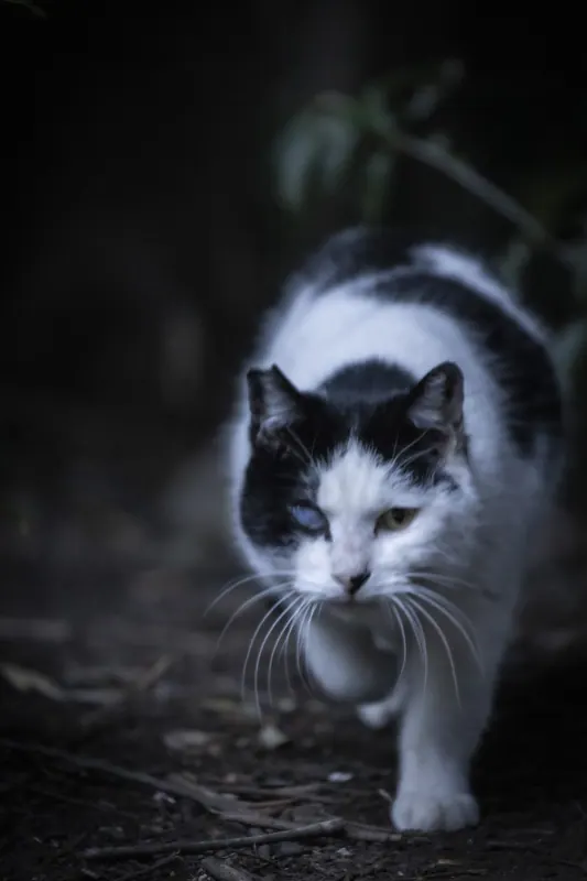 闇から歩み寄る白黒猫