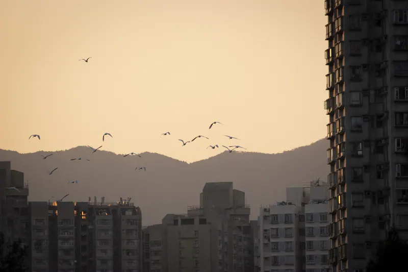 香港の夕空を渡る鳥たち