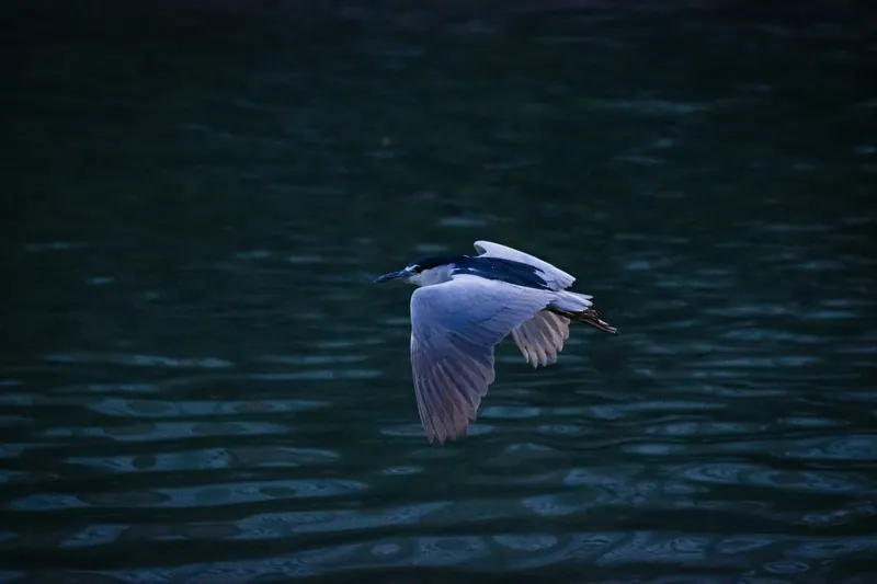 水面を飛ぶゴイサギ