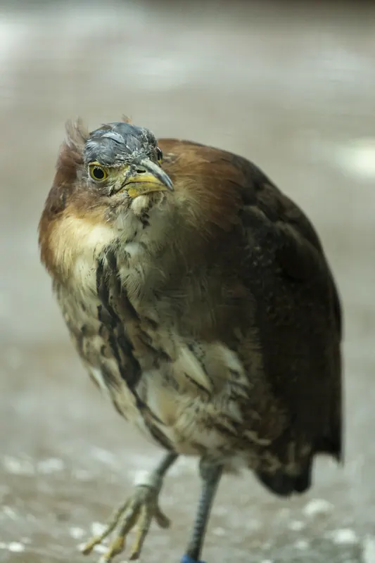 ゴイサギの幼鳥（ホシゴイ）